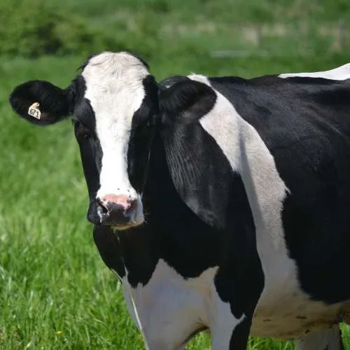 Dairy cow representing Wetovet animal healthcare focus